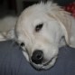 aqui tenia 5 meses y estaba tirada durmiendo en el sofa como casi siempre 